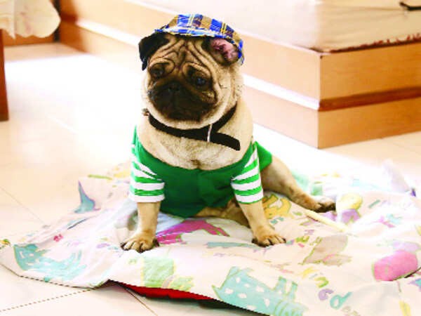 How to get your pets winter-ready