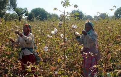 Pink bollworm again attacks cotton crop in Maharashtra