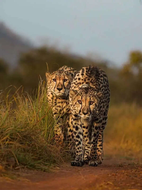 4 cheetahs to arrive soon in Gujarat’s wild upgrade