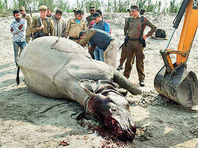 Third Rhino killed in Assam since January by poachers