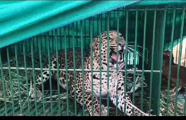 Leopard that killed 6-year-old Sangli boy trapped after four days of search