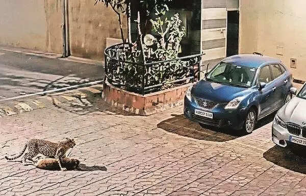 Leopard enters Goregaon soc, kills stray dog in parking lot