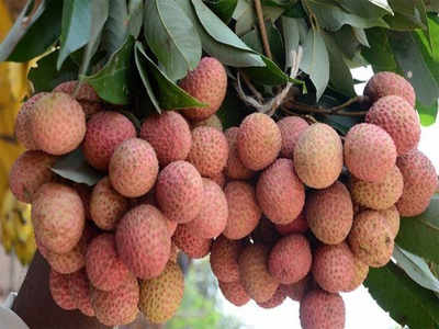 Bengaluru parents find themselves in a pickle over lychee