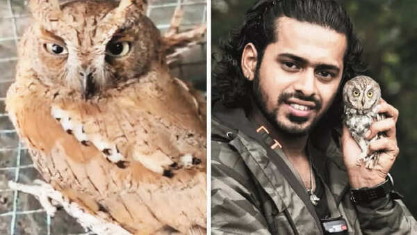 A serial murderer of rats, tiny owl escaped the birding police in Chandigarh