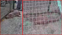 Watch: Baby crocodile rescued from artificial pond in Vadodara 