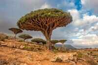 All about Yemen's Dragon Blood Trees 