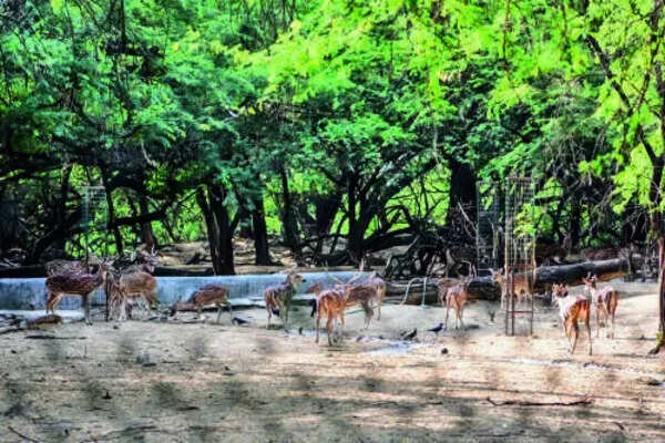DDA leans on zoo authority for Hauz Khas deer