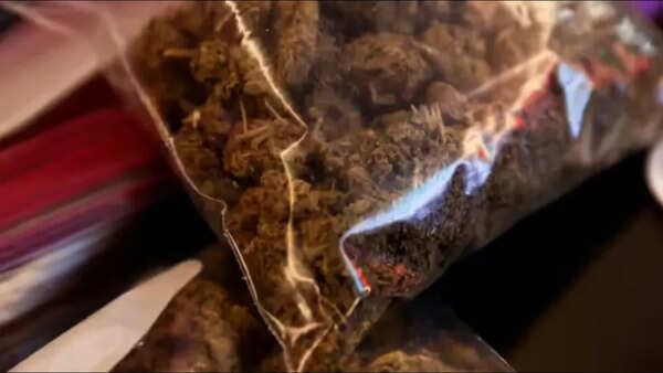 Cannabis hits peacemaking in Senegal's Casamance