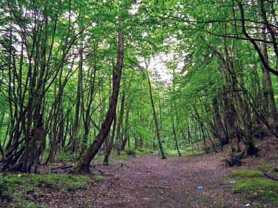 465 hectares forest land to make way for cement plant