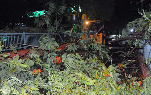 Storm disrupts power supply, topples 150-year-old tree in Dumraon
