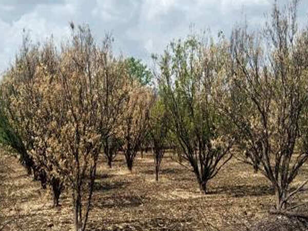 Nearly 60% of Vidarbha’s orange orchards dead due to drought