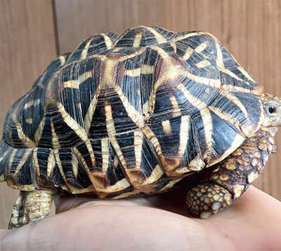 280 tortoises rescued in Chikkaballapur