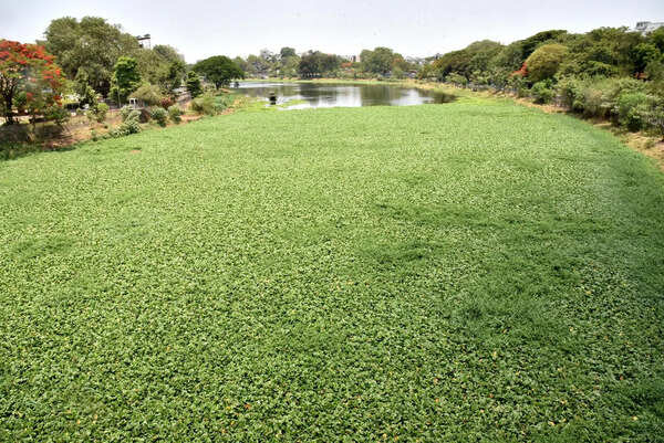 Water hyacinth chokes Godavari stretch from Holkar bridge to Ramwadi