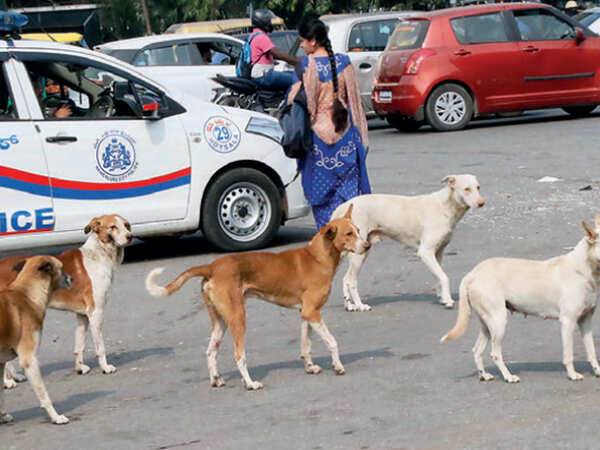 BBMP to seek relaxation of animal birth control norms
