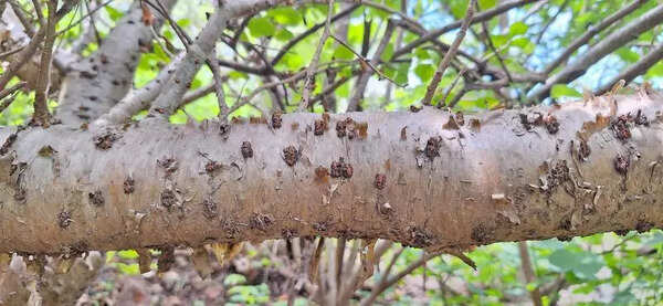Researchers identify new ‘gugal’ species