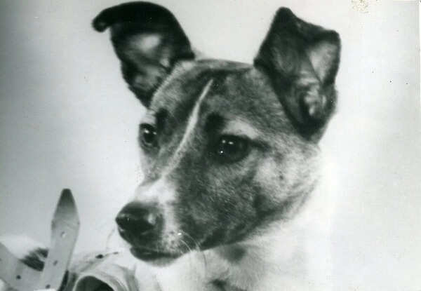 In 1957, a Moscow stray dog was sent into orbit, and her lonely flight paved the way for human space travel
