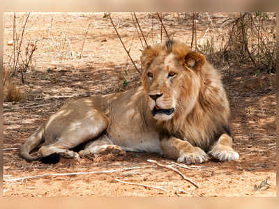 Number of dead lions in Gir Sanctuary touches 21