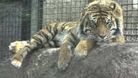 US: Kansas zoo investigating tiger attack 