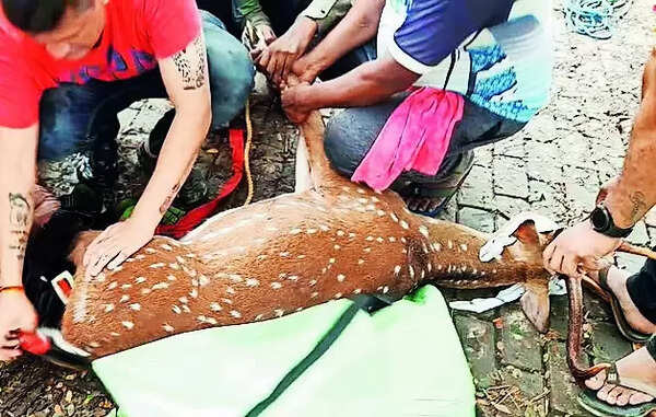 Deer drowning in river amid rainrescued after tranquilliser shot