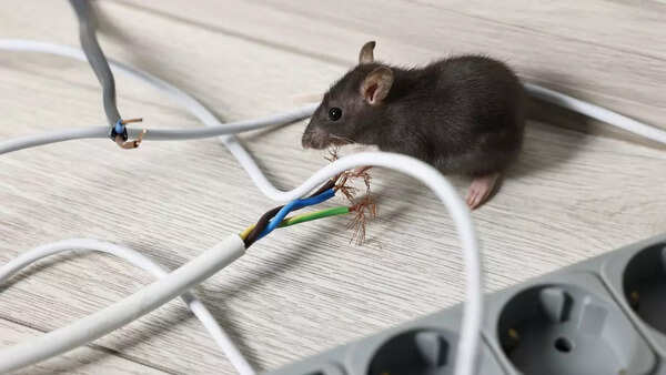 Planning to buy a home? Avoid these 12 cities with major rat issues