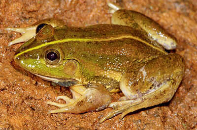 Scientists find new frog species