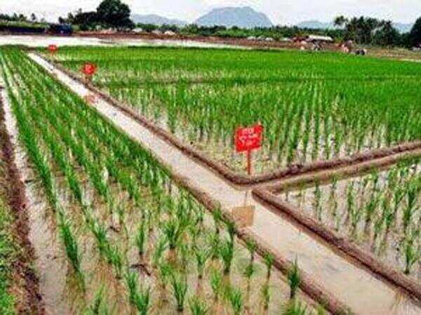Crop holiday stalks Godavari delta again
