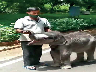 Messiah for Mysuru zoo’s abandoned baby animals