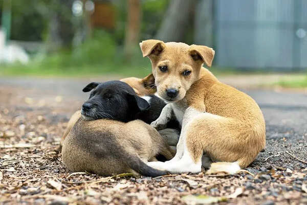 BMC seeks NGOs to build & run stray dog shelters in Mumbai