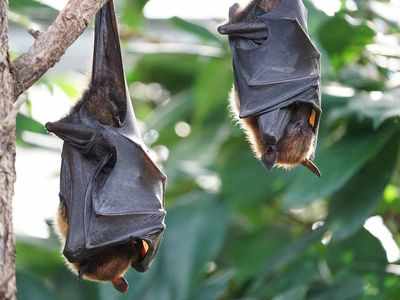 In Uttar Pradesh, 52 bats drop dead in 60 minutes