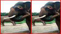 Watch: Elephants using twigs to comfort themselves at Bengaluru’s Bannerghatta National Park 