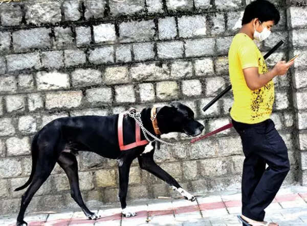 Strict action against pet owners for leaving dog poo on streets