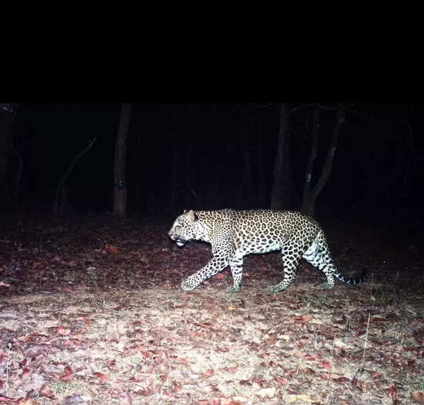 Study shows presence of 10 tigers and 46 leopards in Western Ghats