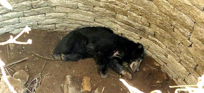 Born to be wild: Sloth bear rescued after falling for a honey trap