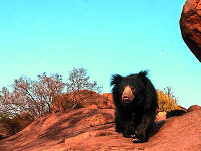 BM Trippin’ Tales: Hampi grapples with bear and leopard sightings