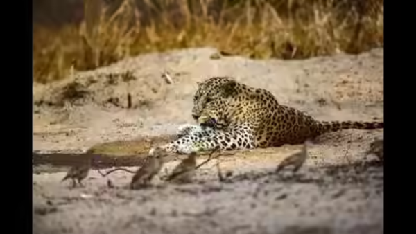 Leopard kills 10-year-old girl in Bijnor village; chase by locals fails to save her