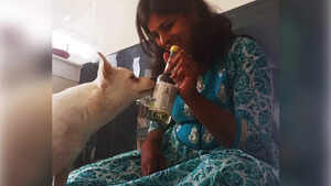 When a dog walks into a bar, it&rsquo;s not a joke anymore