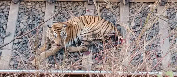 Tigress critically injured after train hit near Tumsar