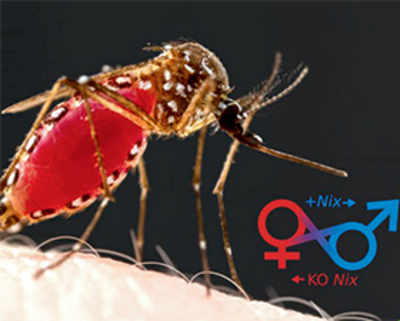 Mosquito sex-determining gene could help fight dengue fever