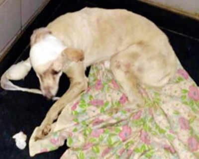 Stray dies a dog’s death at the hands of a neighbour