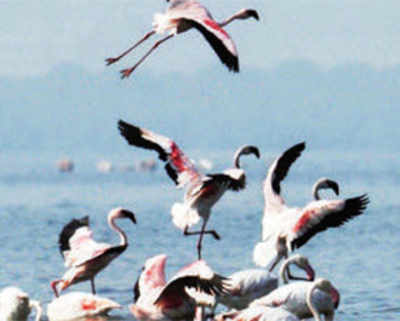 Flamingos get permanent residency status in Mumbai