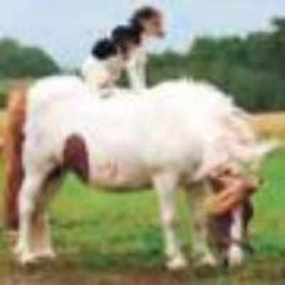 Horseback ride for daring dog