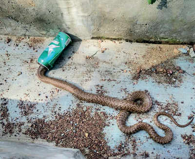 Watch: Karnataka: Cobra trapped in beer can