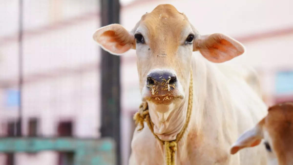 Now, Rajasthan mulls ‘Rajya Mata’ status for cows