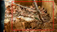 Russell's viper rescued in Karnataka’s Shivamogga 