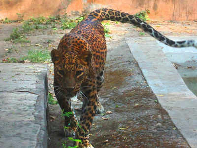 Andhra Pradesh: Leopard enters a field, attacks four men at Ankampalem