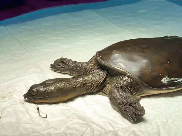 Turtle goes under knife to get hook removed