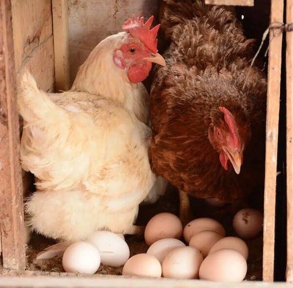 Birds in 2 more poultry farms test positive for Avian Flu