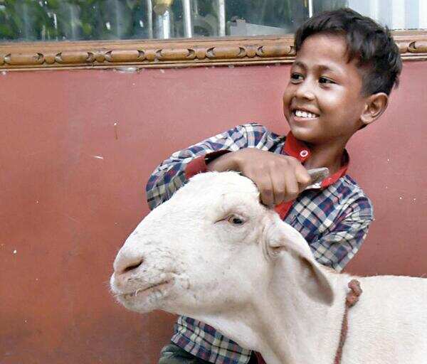 Eid’s Covid story plays on repeat in Delhi: Few goats for sale, buyers fewer
