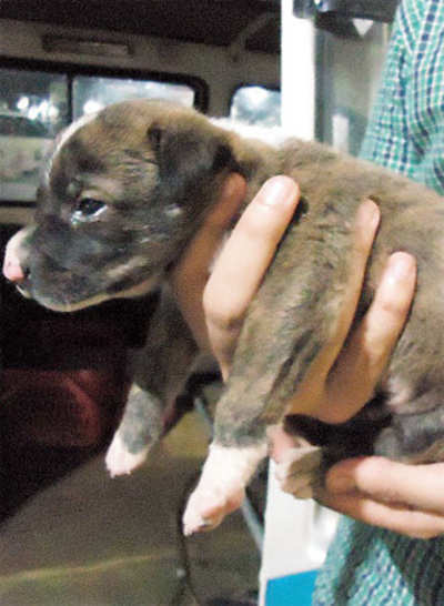 Three pups wrapped up in barbed wire left to die on IIT campus