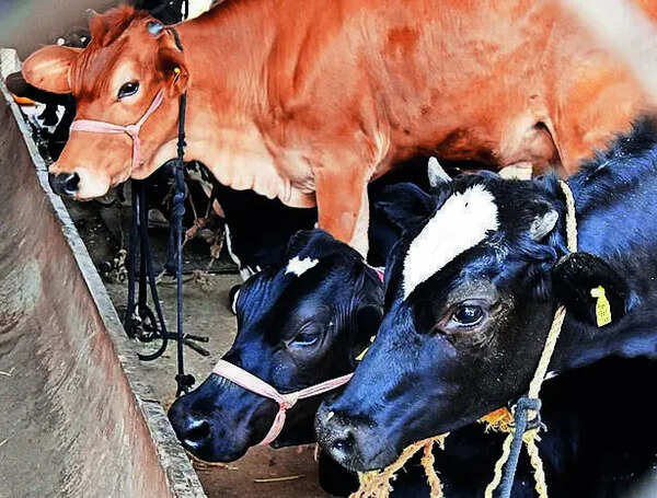 Gokul Dairy increases cow milk selling price by Rs 2 per litre